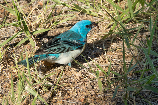 Picking off beetles and insects in the chilly morning, a lazuli bunting enjoys the hunt in Waterton Canyon, Littleton, Colorado.