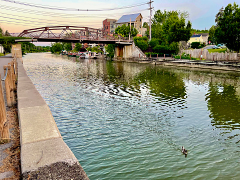 Fairport, New York, USA - June 15, 2022: A duck swims as dusk falls over the quaint Village of Fairport, a historic town located on the Erie Canal popular with locals and tourists alike.