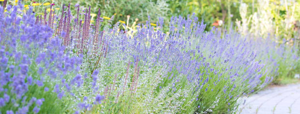 istock Enchanted Lavender garden, flower bed in bloom, soft focus, curvy path 1411282488