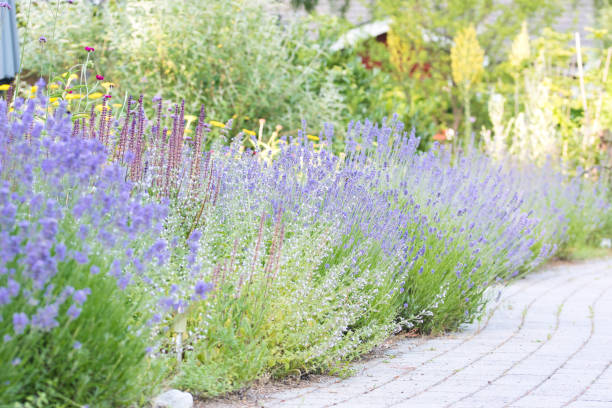 Enchanted Lavender garden, flower bed in bloom, soft focus, curvy path Enchanted Lavender garden, flower bed in bloom, soft focus, late summer garden with purple lavender, calamint, wormwood, sage, globe thistle and verbena blooming next to a curvy garden path , ornamental garden concept dusty miller photos stock pictures, royalty-free photos & images