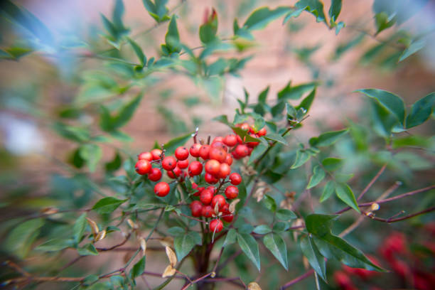 Wild berries with petzval lens