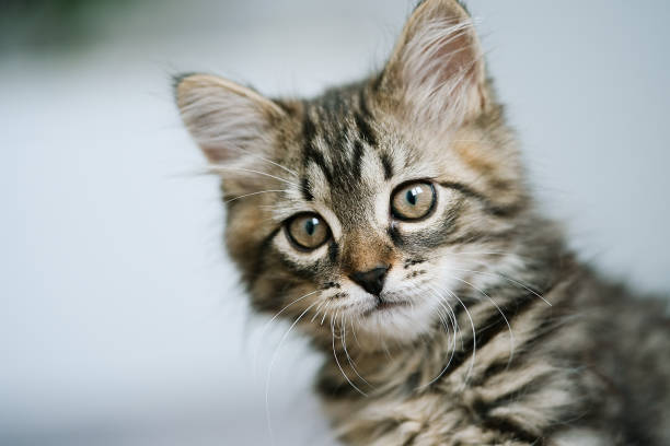 istock Portrait of a little kitten 1411283632