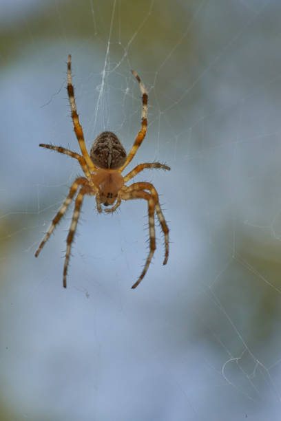 istock A spider with cross on the back sitting in its web 1411283718