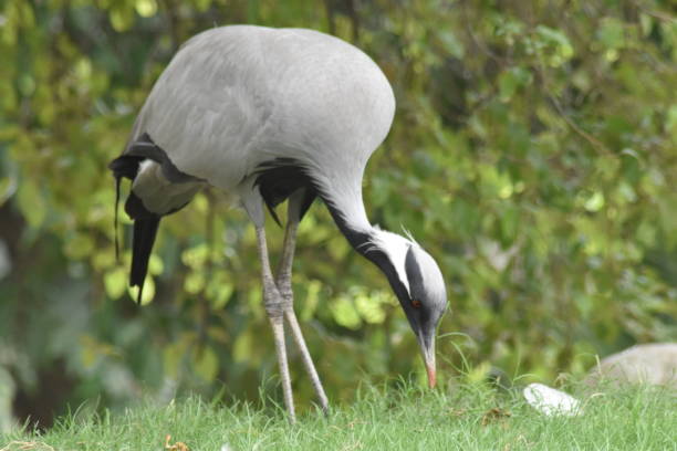 istock Crane bird, wondring in medow 1411283907