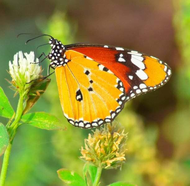 istock Plain tiger butterfly sitting on a white flower 1411283935