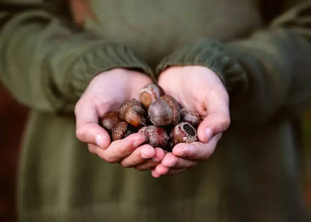 Child holds in hands lot of ripe brown acorns as a natural material for creativity. Outdoor activity concept. Autumn mood.