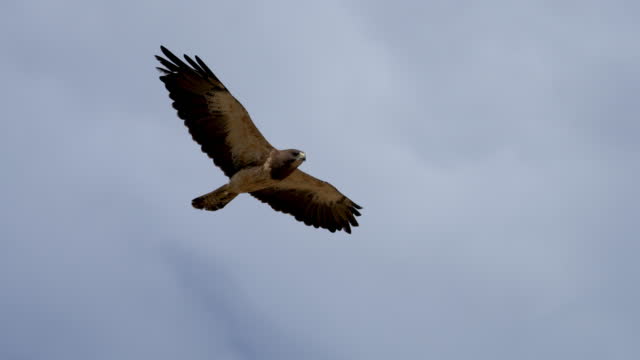 Swainson's Hawk flying through the sky gliding in slow motion