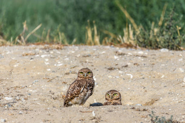 búhos excavadores sentados en la colina - mochuelo excavador fotografías e imágenes de stock