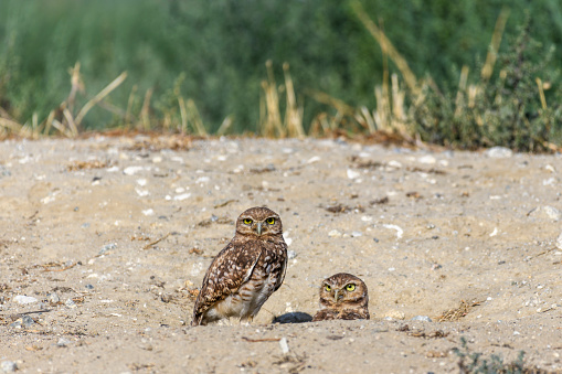 Burrowing owls sitting on hill