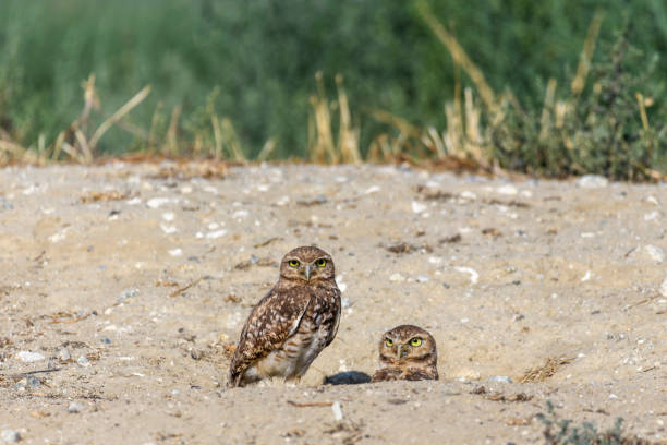 Burrowing owls sitting on hill Burrowing owls sitting on hill burrowing owl stock pictures, royalty-free photos & images