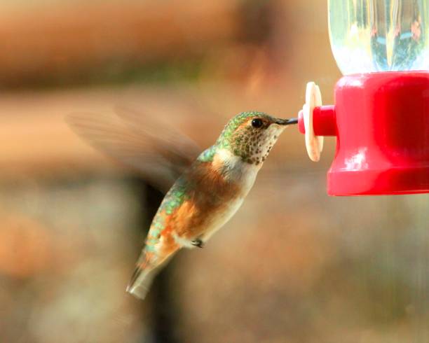 istock Rufous or Anna’s hummingbird 1411285964