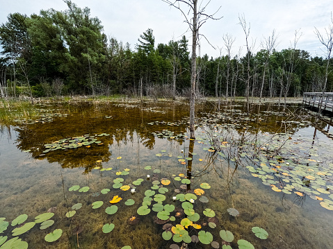 Dramatic views of nature’s natural beauty as it reflects on an ancient inland waterway. A flood plain area for Lake Michigan with old growth coniferous trees. Marsh swampland in the foreground with bright green Lily pads. Significant underwater growth can be seen through the clear waters. Located in Spring Lake Park in Petoskey, MI, USA.