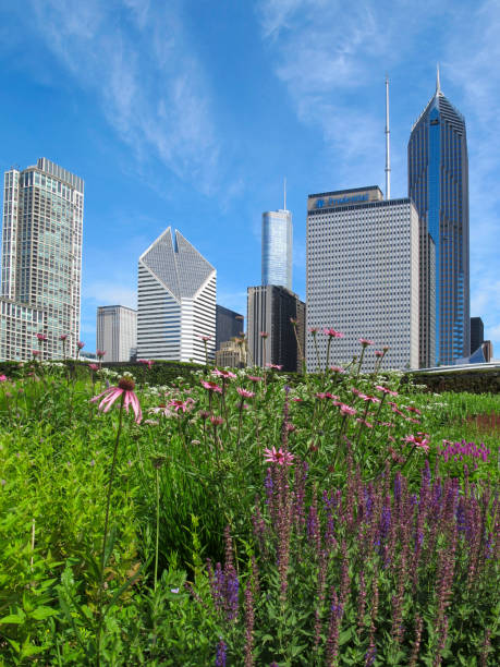 Lurie Garden Flowers in Lurie Garden against the Chicago skyline lurie stock pictures, royalty-free photos & images