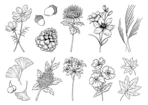 ilustraciones, imágenes clip art, dibujos animados e iconos de stock de flores y plantas de otoño, ilustración vectorial, dibujo de líneas, conjunto de ilustraciones de otoño. - flower single flower leaf tree