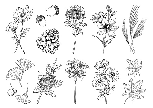 Autumn flowers and plants, vector illustration, line drawing, set of fall illustrations.