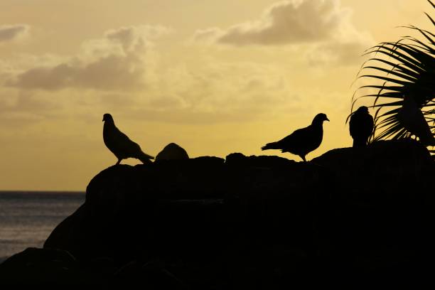 istock Bird Silhouette stock photo 1411288394
