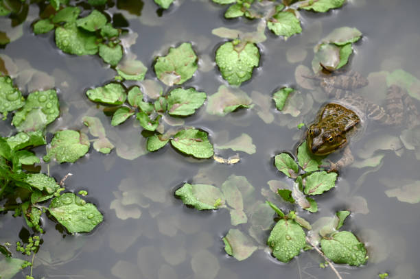 istock Edible frog in pond habitat 1411288442