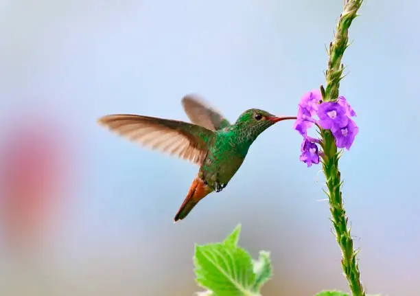 A Rufous-tailed hummingbird is seen hovering in mid flight.  The small hummingbird is very colorful and can be found at different altitudes in the jungles of Costa Rica.  The bird has a green breast, an orange beak and a rufous tail.  The bird was photographed in a flower garden.  Different color flowers can be seen in the background.