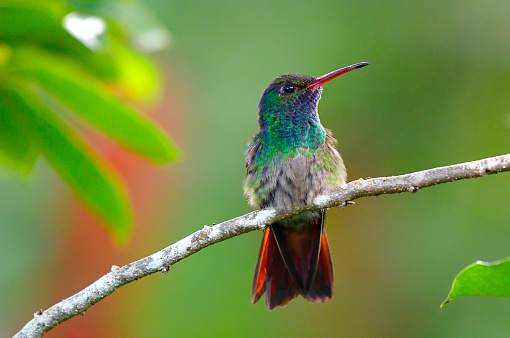A Rufous-tailed hummingbird perching on a branch.  The small hummingbird is very colorful and can be found at different altitudes in the jungles of Costa Rica.  The bird has a green breast, an orange beak and a rufous tail.  The bird was photographed in a flower garden after extracting nectar from a heliconia flower.  Many different color flowers can be seen in the background.