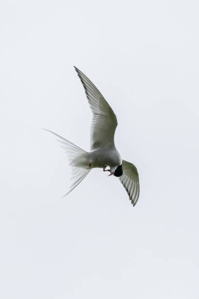북극 제비 갈매기 - tern bird arctic tern nature 뉴스 사진 이미지