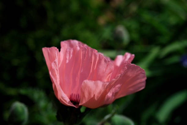istock Poppy Flower Petal 1411289605