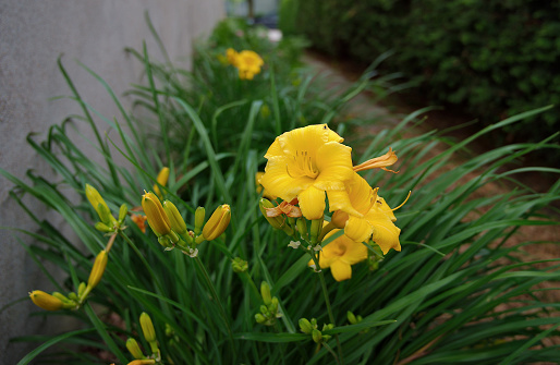 Day lilies in bloom during springtime season with some buds ready to open.