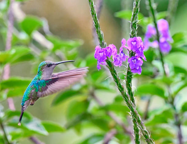 istock Purple head hummingbird on a flower 1411289637