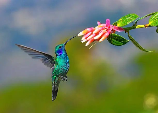 a Lesser Violetear hummingbird is seen near a flower.  The hummingbird is very colorful and can be found at high altitude in Costa Rica.  The bird is hovering in mid flight.  The focus on the hummingbird is very sharp. The flower is pink and white.  A mountain range can be seen in the background.