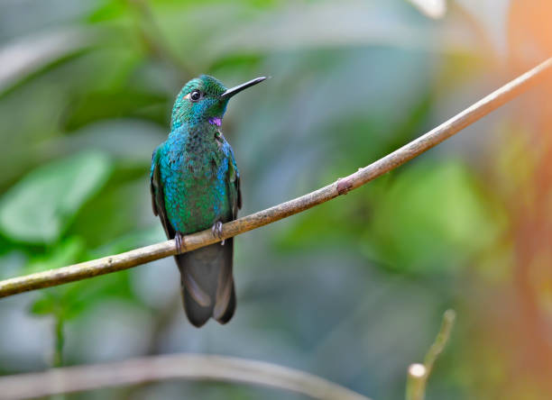 istock Green-crowned brilliant hummingbird perching on a branch 1411289764