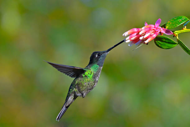 istock Talamanca hummingbird in flight 1411289974