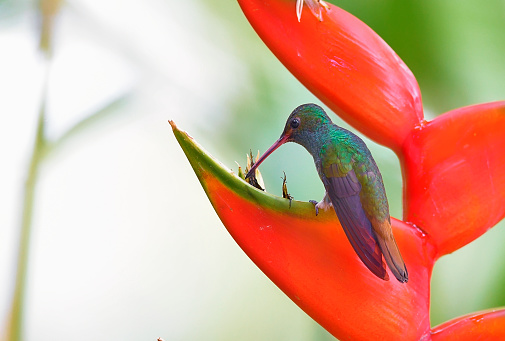 A Rufous-tailed hummingbird perching on a heliconia flower.  The small hummingbird is very colorful and can be found at different altitudes in the jungles of Costa Rica.  The bird has a green breast, an orange beak and a rufous tail.  The bird was photographed in a flower garden while extracting nectar from a heliconia flower.  Many different color flowers can be seen in the background.