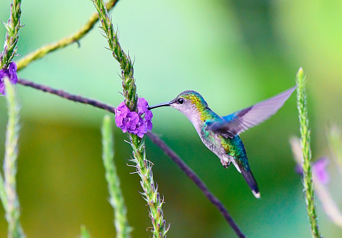 A Purple head hummingbird is seen extracting nectar from a flower.  The small hummingbird is in mid flight, hovering at the flower.  The flower is purple in color and the background contains many green leaves.  The hummingbird is in sharp focus.  This photograph was taken in the rainforest of Costa Rica