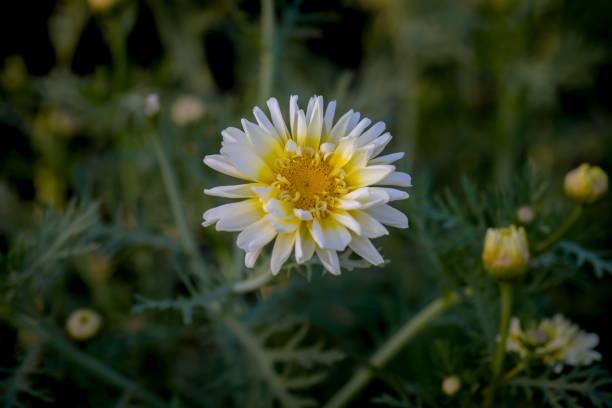 istock White and yellow colored single Daisy flower bloom on plant. Used selective focus. 1411290010