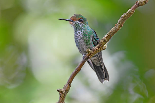 istock Green-crowned brilliant hummingbird perching on a branch 1411290112