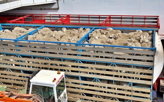 Sheep on a truck for transport
