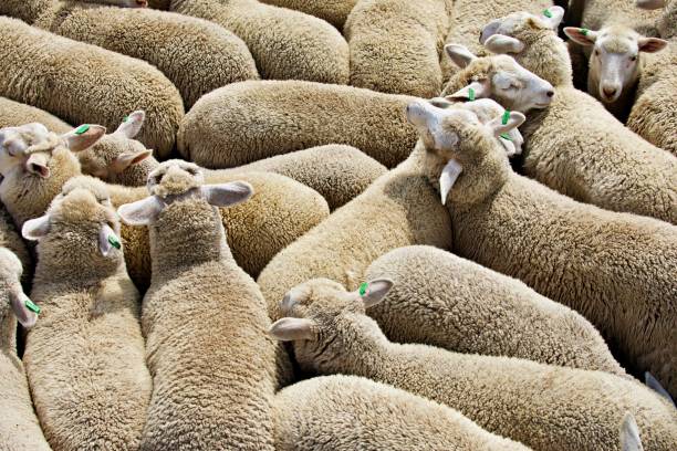 istock Sheep in an animal transport 1411290147