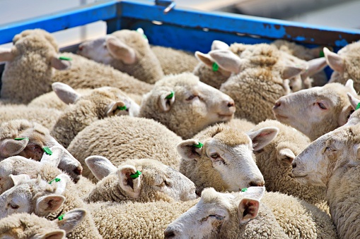 Sheep on a truck for transport
