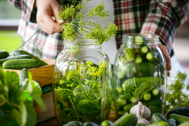 young woman makes homemade Pickled cucumber preparations stock photo