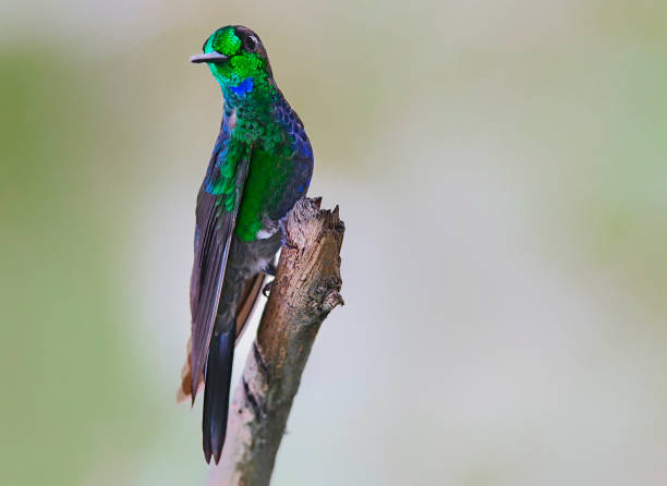istock Green-crowned brilliant hummingbird perching on a branch 1411290733