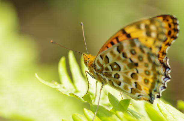 istock Nature. insect. bee. flower. butterfly 1411290836