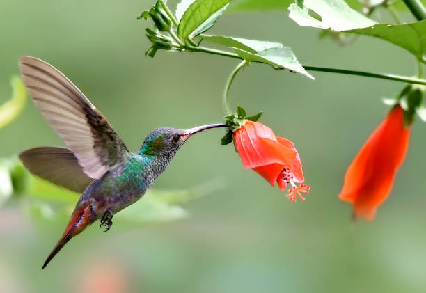 istock Rufous-tailed hummingbird in flight 1411290847