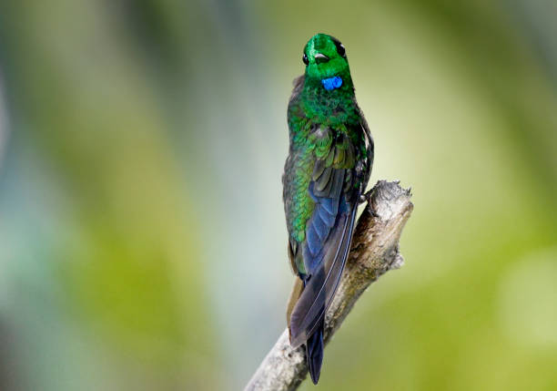 istock Green-crowned brilliant hummingbird perching on a branch 1411290980
