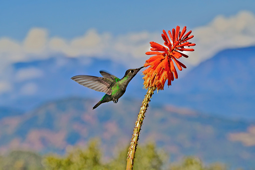 A Talamanca hummingbird is seen in flight, hovering, while extracting nectar from a flower.  The bird is seen in the morning light.  The entire bird is in full display.  In the background there a mountain, the clouds and the sky.  The Talamanca hummingbird can be found in the high mountains of Costa Rica.