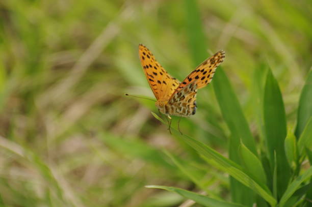 istock Nature. insect. bee. flower. butterfly 1411291068