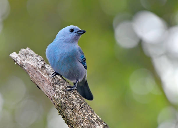 istock Blue-gray Tanager bird on a tree branch 1411291120