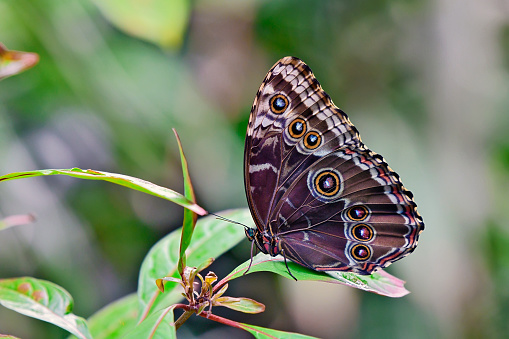 Papilio bianor, the Common peacock or Chinese peacock , It is native to Asia. It is the state butterfly of the Indian state of Uttarakhand.