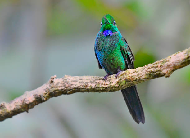 istock Green-crowned brilliant hummingbird perching on a branch 1411291352