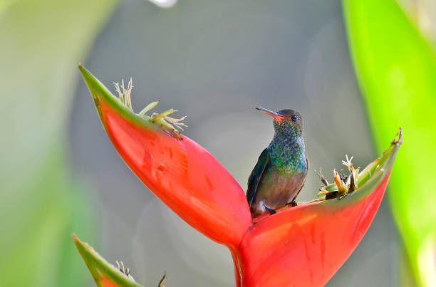 istock Rufous-tailed hummingbird perching on a heliconia flower 1411291613
