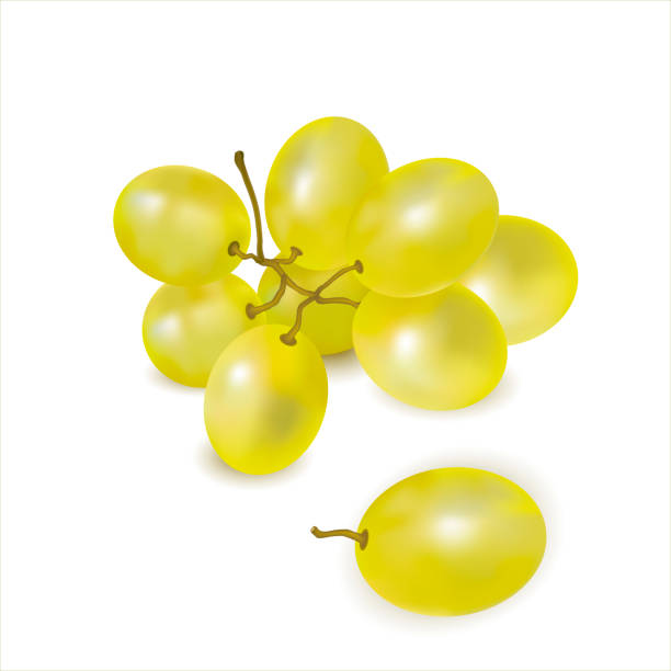 спелый зеленый виноград крупным планом крупным планом на белом фоне. гроздь свежего сочного винограда. винный виноград, столовый виноград.  - grape bunch fruit stem stock illustrations