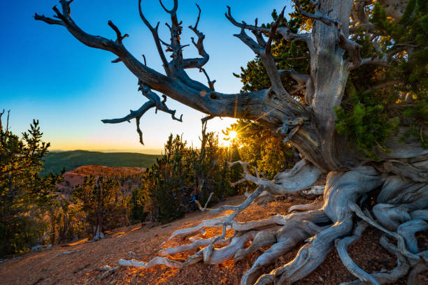 zachód słońca w pokręconym lesie - bristlecone pine zdjęcia i obrazy z banku zdjęć